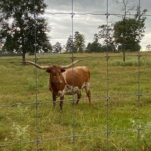 Meet your Posher, Lucas